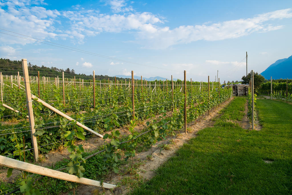 Ferienwohnung Pippohof Appiano Sulla Strada Del Vino Room photo
